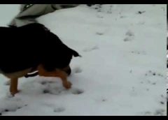 My dog is tracking another dogs trace in the snow