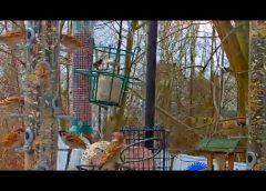 Hungry Birds – Eurasian tree sparrows at feeding station – Passer montanus