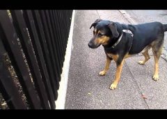 My dog and a cat behind a fence – funny