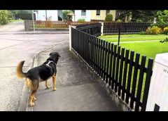 My dog and neighbors dog at the fence – funny
