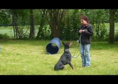 Professional Dog Training with Doberman at animal shelter