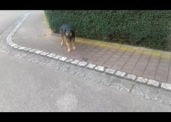 Dog has to wait for command before crossing the street