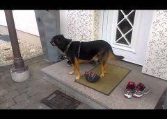 Dog’s enemy number one! The mailman – Funny clip