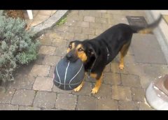 My dog and his flat basketball – funny