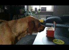 dog barking at music box – funny