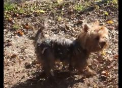 Crazy dog is rolling on the ground – funny