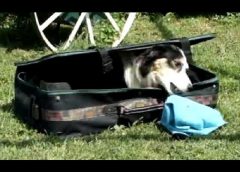 Dog in the suitcase trick – well done