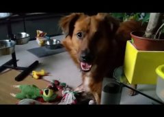 Dog is scratching on the floor – funny