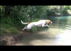 dog jumping into lake – slowmotion