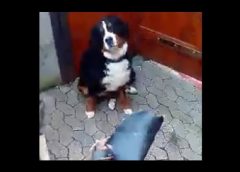 Guilty dog has stolen moms shoe overnight – funny moments