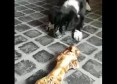 Little Dog and the big bone – funny