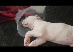 Sleeping puppy – so cute