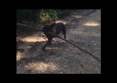 A little dog with a big branch