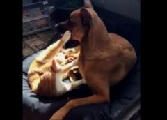 Cat and Dog in one basket – funny
