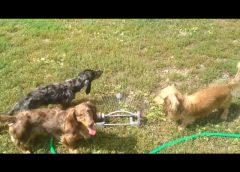 Our dogs love the sprinkler when its hot